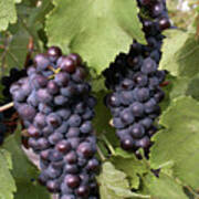 Red Wine Grapes  - Niagara On The Lake Poster