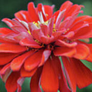 Red Zinnia Flower Close Up Macro Poster