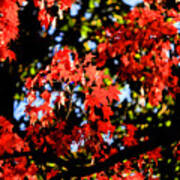 Reds Of An Autumn Afternoon - An Annapolis Impression Poster
