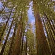 Redwood Forest Poster