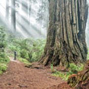 Redwood Mystical Fog Poster