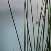 Reeds By A Pond Poster