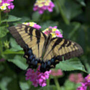 Remarkable Swallowtail Poster