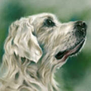 Retriever Dog In Profile Poster