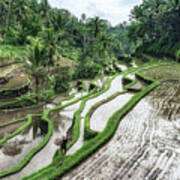 Rice Terraces Poster