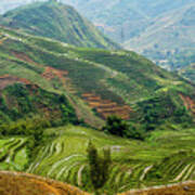Rice Terraces Of Lao Cai Poster