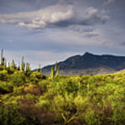 Rincon Peak And Saguaro Cactus Sunset Light, Tucson Az Poster