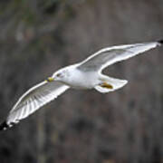 Ring-billed Gull Poster