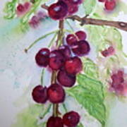 Ripe Cherries On The Vine Poster