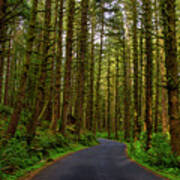 Road Through Ecola State Park Poster