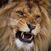 Roaring lion Poster