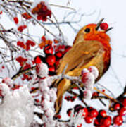 Robin And Berries In Snow Poster