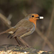 Robin Feeding Poster