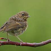 Robin Fledgling Poster