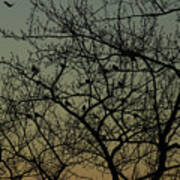Robins At Dawn Gather And Fly February 21 2021 Poster