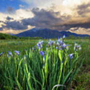Rocky Mountian Irises Poster
