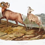 Rocky Mountain Sheep. John Woodhouse Audubon Poster