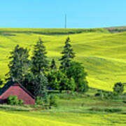 Rolling Hills Canola And Barn Poster