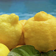 Sunny Yellow Lemons And Blue Water Poster