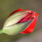 Romancing  The Red Tulip Bud Poster