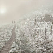 Delicate Romantic Foggy Frosty Winter Morning Poster