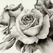 Rose Bouquet - Trio Poster