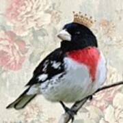 Rose-breasted Grosbeak Poster