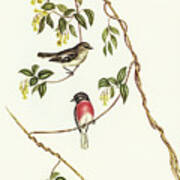 Rose-breasted Wood-robin, Erythrodryas Rosea Poster