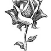 Rose Drawings Black-white 5 Poster