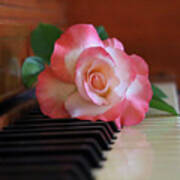 Rose On Piano 1614b Poster