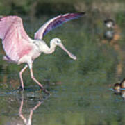 Roseate Spoonbill And American White Pelican 3415-111920-2 Poster