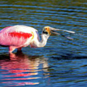 Roseate Spoonbill Fishing Poster