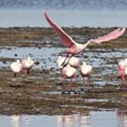 Roseate Spoonbills Gather Together 2 Poster