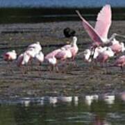 Roseate Spoonbills Gather Together Poster