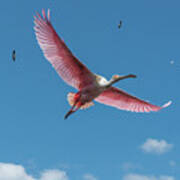 Roseate Spoonbill In Flight Poster