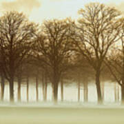 Row Trees In A Low-hanging Mist Poster