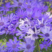 Royal Purple And White Dome Asters Poster