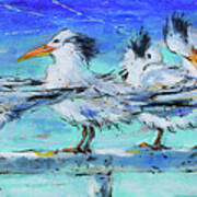 Lounging Royal Terns Poster