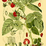 Rubus Idaeus Poster