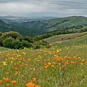 Santa Cruz Mountains Wildflowers #1 Poster