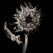 Wilting Sunflower In Black And White Poster