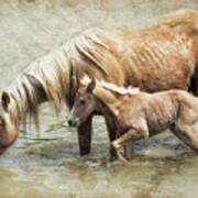 Safe By Mother's Side - South Steens Mustangs Poster