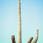 Saguaro #2 Poster