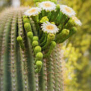 Saguaro And Palo Verde Blooms Poster