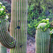 Saguaro Cactus Blooms Poster