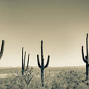 Saguaro Landscape Sepia Poster
