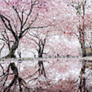 Sakura Spring Pink Poster