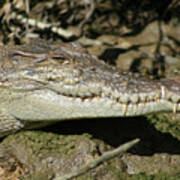 Saltwater Crocodile Close Up Poster