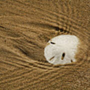 Sand Dollar In The Surf Poster