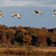 Sandhill Crane Flight With Autumn Colors In Crex Meadows Poster